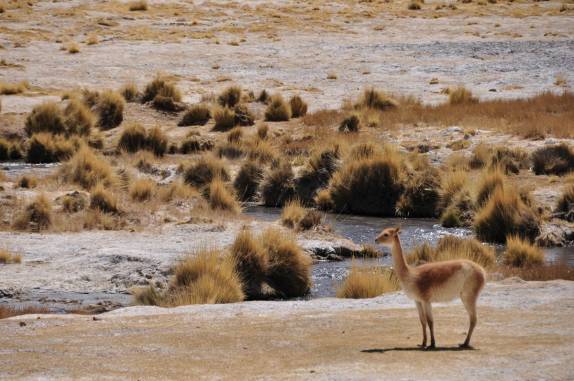 Encontrando vicunhas ao longo da estrada que leva ao Paso San Francisco, entre Fiambalá, na Argentina, e Copiapo, no Chile